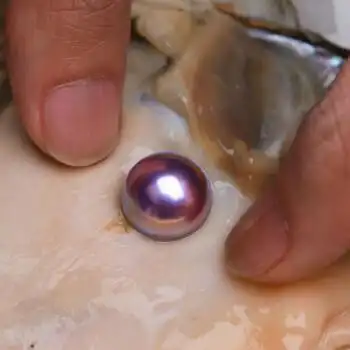 珍珠蚌活体天然淡水珍珠爱迪生紫霞仙子单珠蚌直播活体