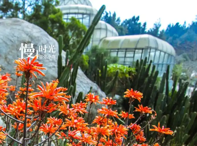 厦门万石植物园里可爱的热带植物