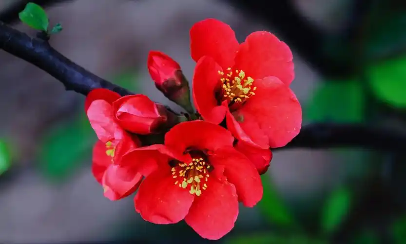 淡淡微红色不深依依偏得似春心娇艳的海棠