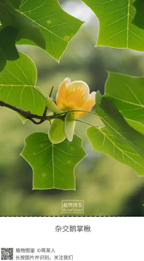 看到了鹅掌楸的花～～温柔又可爱