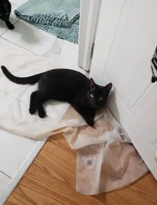 猫猫很可爱,但是却很坏._猫咪_主人_行为