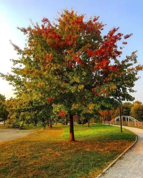 今日娜塔栎价格_娜塔栎15公分价格18公分价格