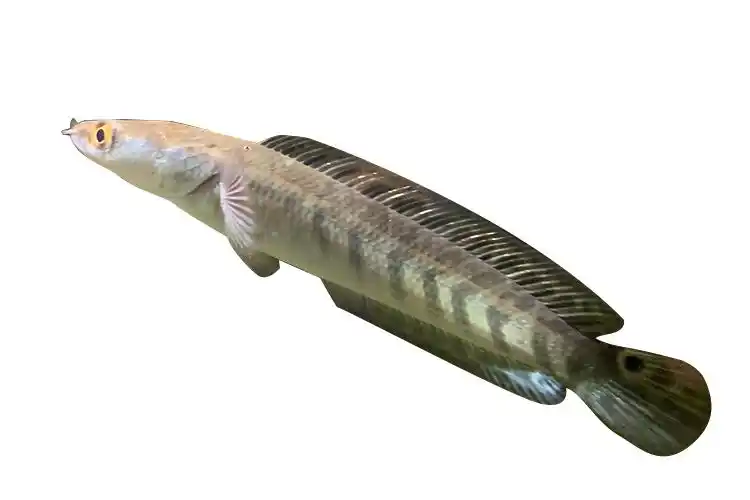 [周末水族]黑魔神雷龙 印尼泰国加里曼丹伊莎贝拉雷龙鱼红魔神鱼