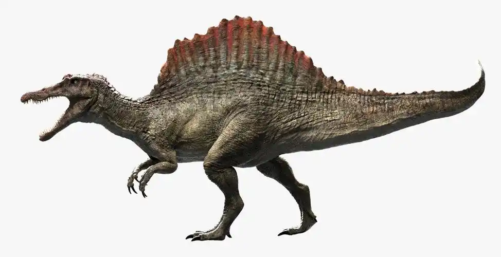 拥有修长,类似鳄鱼的头颅,上有圆锥状的牙齿,这些牙齿没有锯齿状边缘