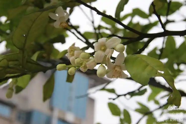 香泡开花香满城