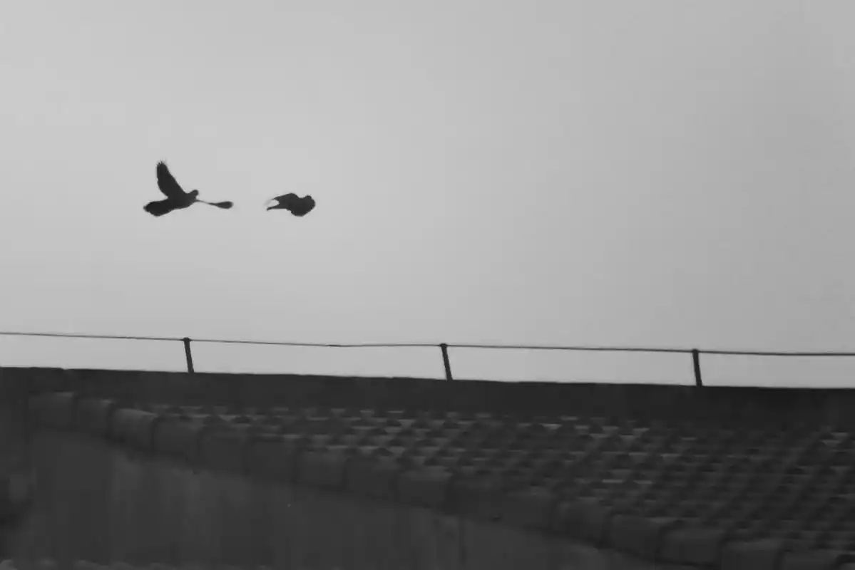 今天是#黑白 #摄影 #大学生活 - 抖音