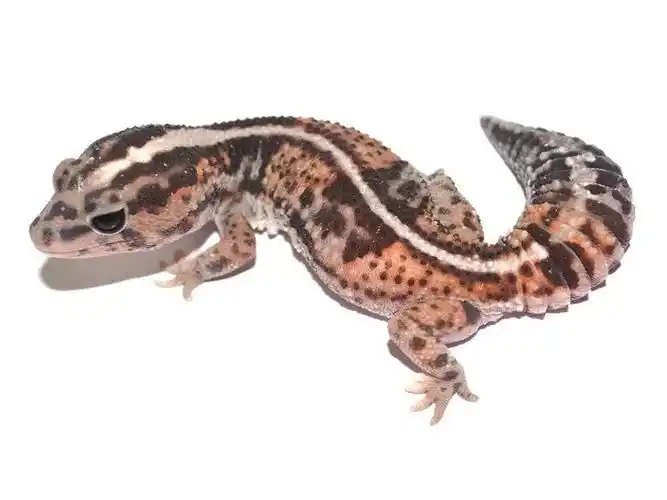 个体交流0326|上新豹纹守宫 肥尾守宫