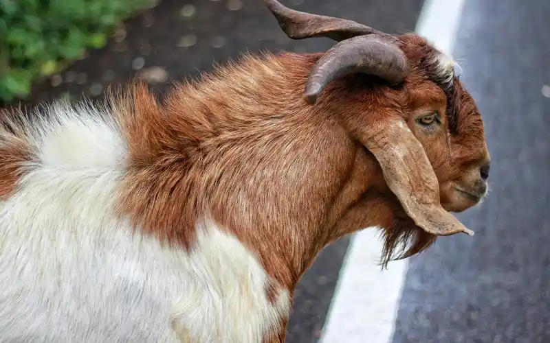 山羊毛动物的角-2016 高品质高清壁纸