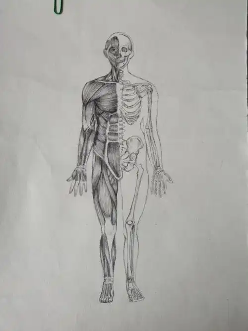 我校成功举办第一届护理助产专业解剖学绘图大赛