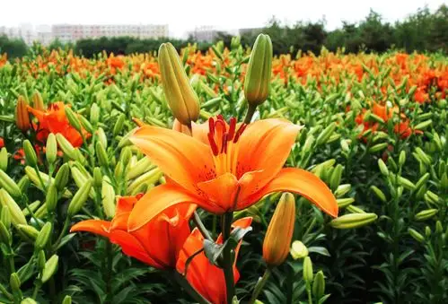 五彩缤纷十种世界上最美的花你见过几种