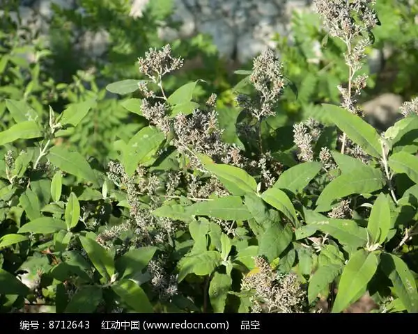 药用植物密蒙花