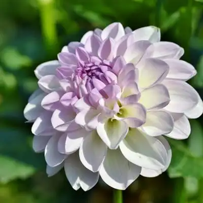 色彩瑰丽热烈开放的大丽花花朵微信头像图片