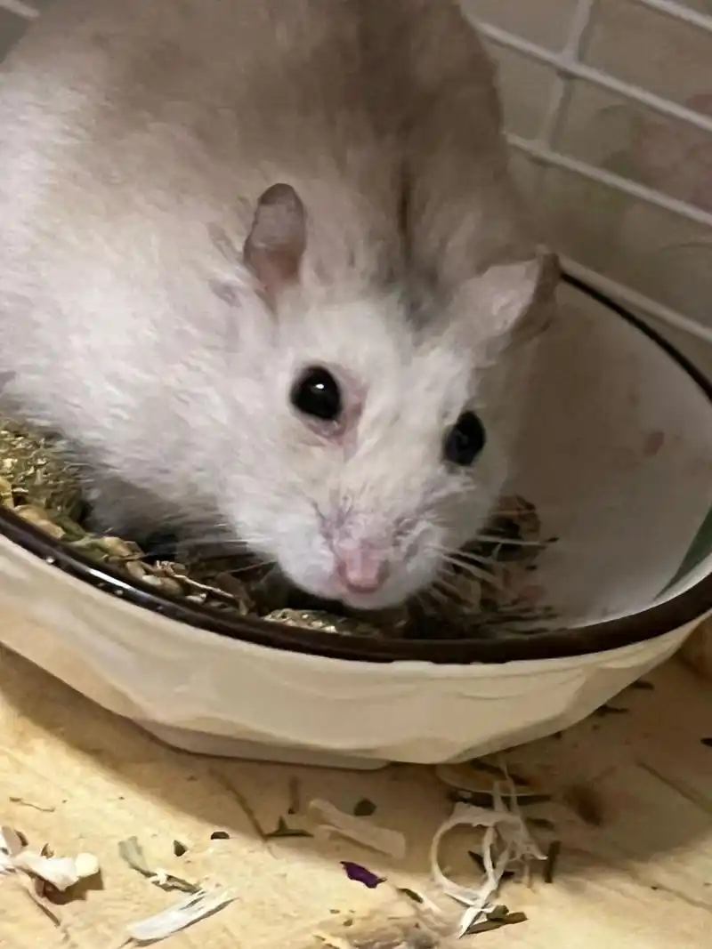 求助 仓鼠眼睛发炎了555 今天发现小老鼠眼睛这边红肿发炎了(昨天的