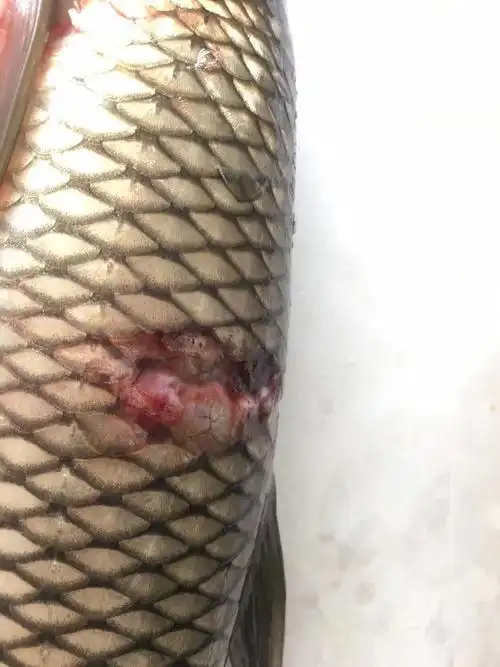 草鱼烂身烂尾处理案例