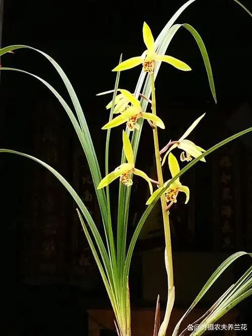 兰友只浇了3次水,家养蕙兰开花数量就翻一倍,究竟是怎么做到的