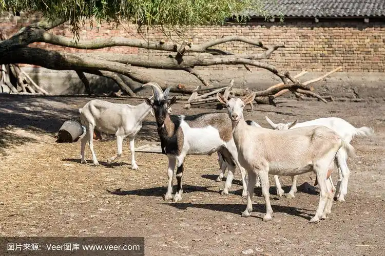 农场院子里的公山羊和母山羊