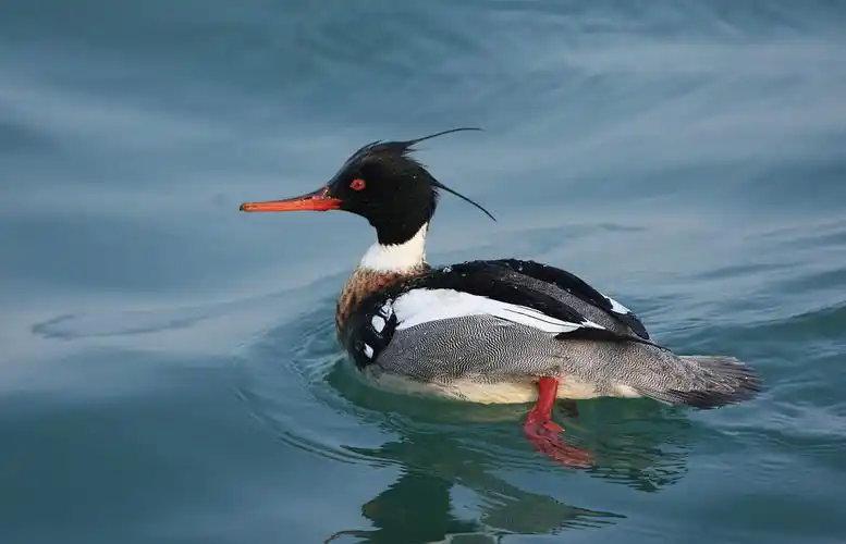 青头潜鸭迎贵客