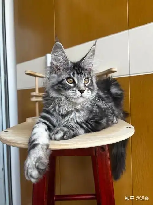 缅因猫 - 知乎