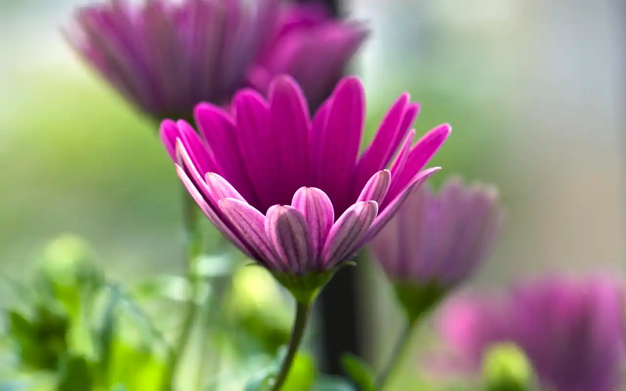 清新淡雅的菊花高清桌面壁纸 第二辑