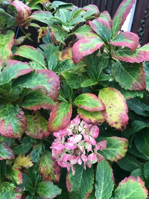 求助大家请问绣球这是怎么了