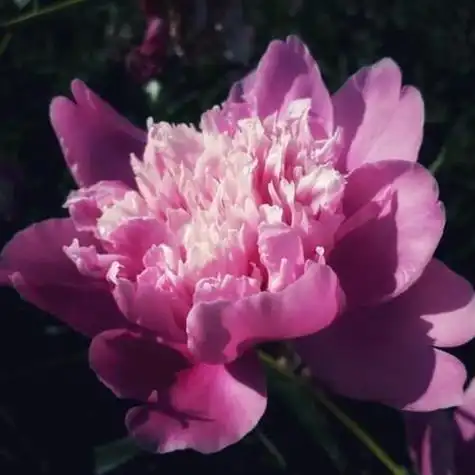 四十多岁女人吉利花草头像 女生头像图片大全 -【爱个性】