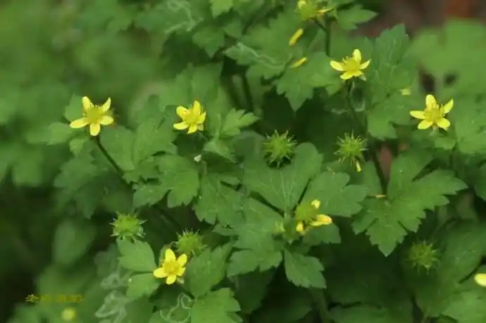 5厘米,宽3～6厘米,中央小叶具长或短柄,宽卵形或菱状卵形,3浅裂至深裂