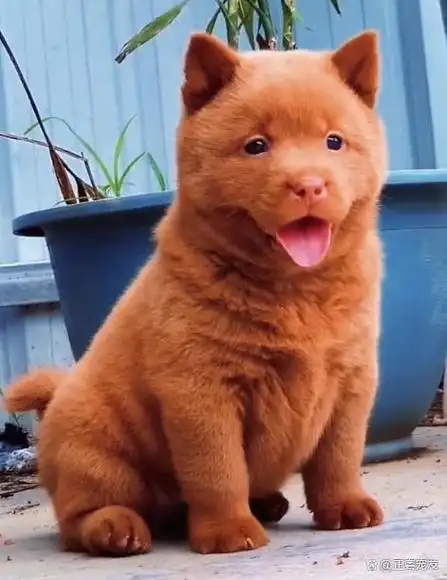 五红犬是一种非常珍贵的犬种,主要生活在广东潮汕地区,是中华田园犬中