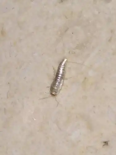 家里过几天就会发现几条这种虫,有哪位大侠这到底是什么虫啊?