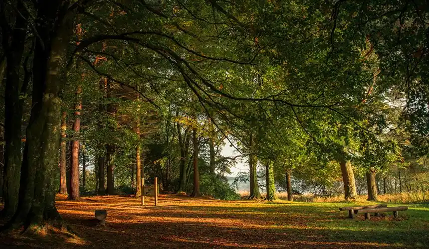 爱尔兰共和国,森林,castleblayney monaghan,树,枝,大自然,照片