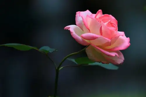 广州,春夏之花,给花城添加艳丽的景色