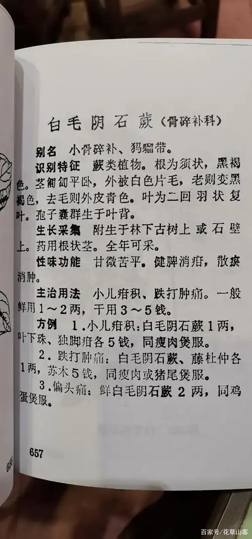 白毛阴石蕨民间多称白毛蛇或者小骨碎补