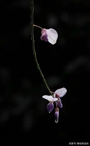 雨后的紫藤花,更显高贵,优雅,大气
