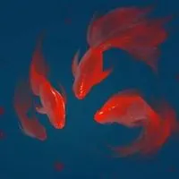 红色鲤鱼微信头像_微信头像图片大全