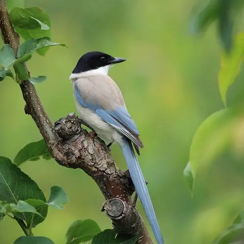 灰喜鹊站立枝头.蓝七星关注