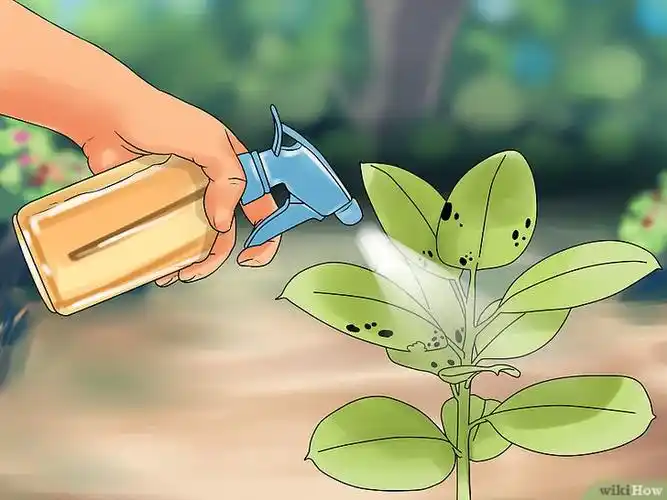 螨虫,蚜虫以及蠕虫,但不要用在辣椒,西红柿,茄子或其他的茄科植物上