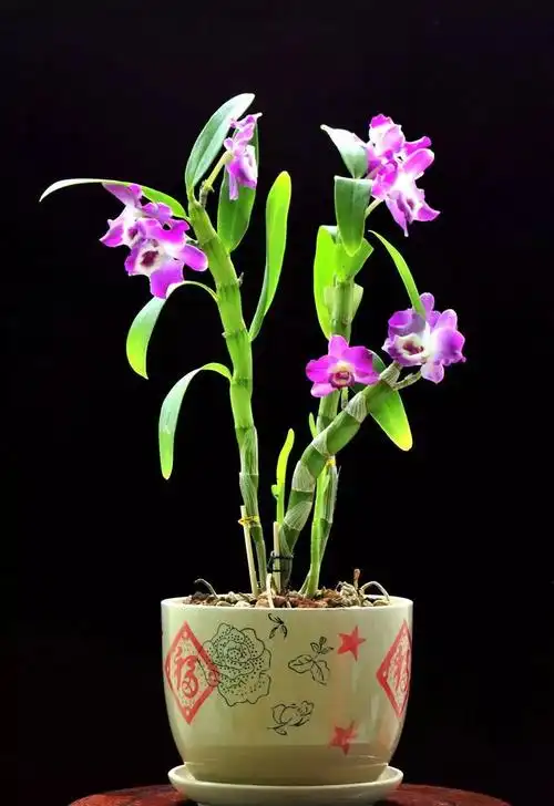 10种珍贵的兰花品种,你认识几个?最后一种价值千万!