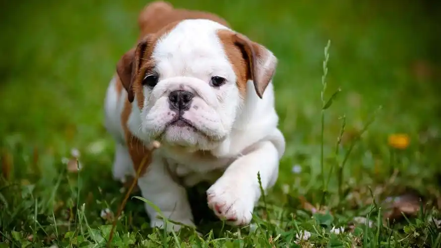 牛头犬,可爱的小狗,草壁纸1920x1200分辨率查看