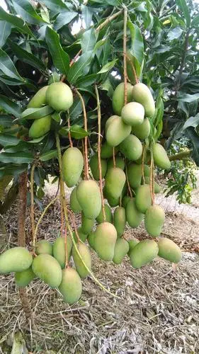 海南东方市1600棵芒果园/土地转让