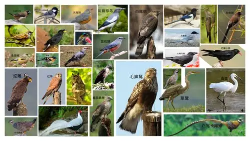 干货常见鸟类野外识别拔高篇