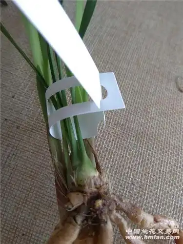 胭脂玉～漂亮一发二