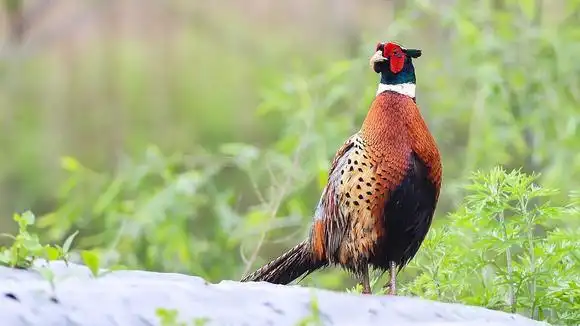 漂亮的公野鸡叫声,每次鸣叫一定要煽动翅膀-动物视频-搜狐视频