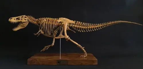 纯手工定制菊石制造霸王龙暴龙恐龙骨架树脂模型长1米25