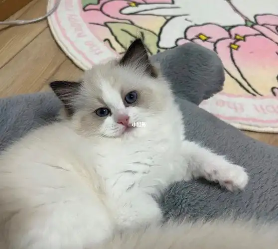 自家繁育海双蓝双布偶低价出售