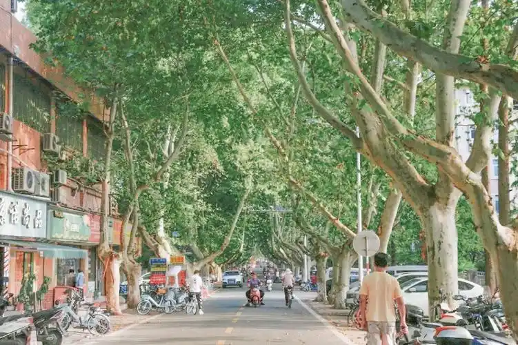 三号路依然长的没有尽头梧桐树还是枝也繁茂人间骄阳正好风过林梢彼时