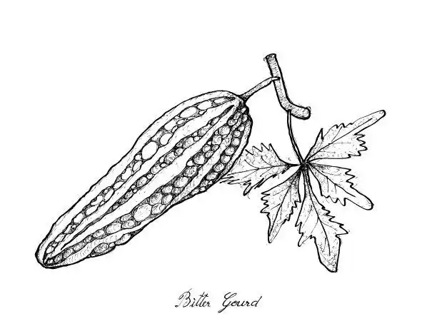 苦瓜,绿色,清新,饮食,水平画幅矢量图素材_id:302381824