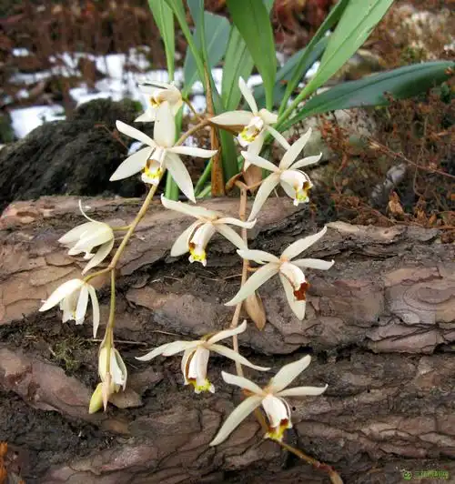 栗鳞贝母兰coelogyne flaccida lindl.