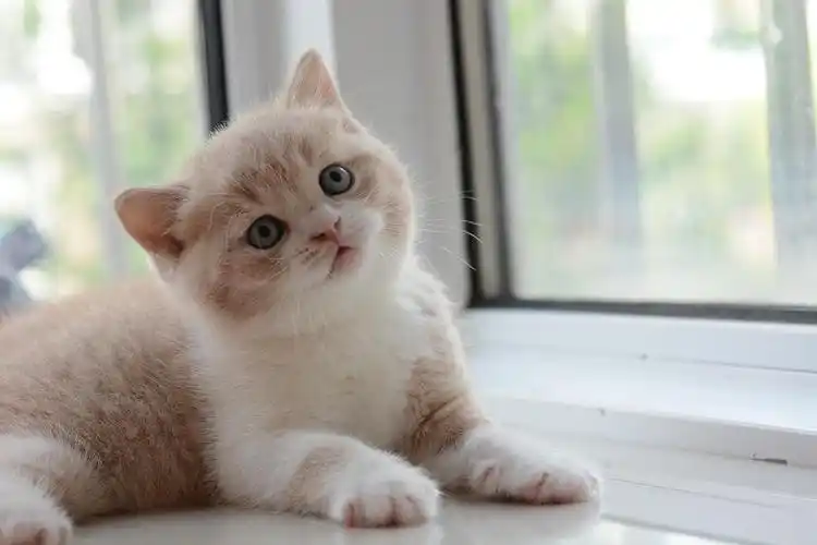 英短 乳白种公级别 幼猫