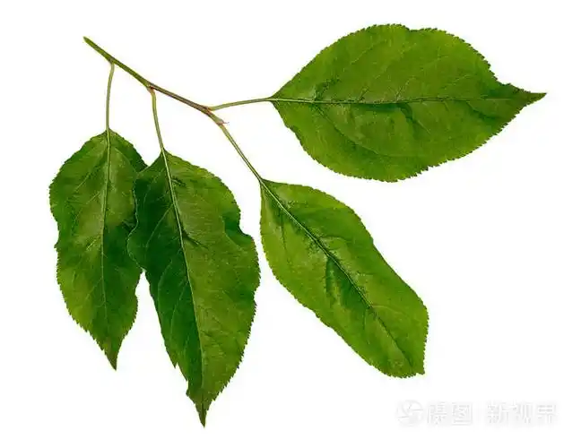 苹果的叶子.苹果树枝照片-正版商用图片0r7ns2-摄图新视界