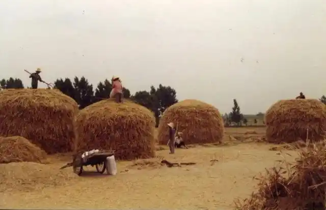 为何80后看到这些收麦子的老照片只想哭?而00后永远也理解不了