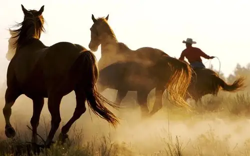 经典骏马电脑壁纸_奔腾万里的经典骏马